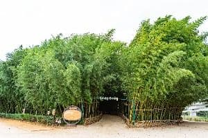 태화강 국가정원십리대숲