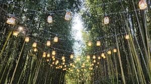 Damyang Bamboo Festival (담양대나무축제)