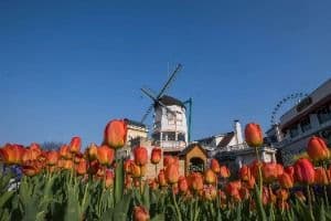 Four Seasons Garden (에버랜드 튤립가든)