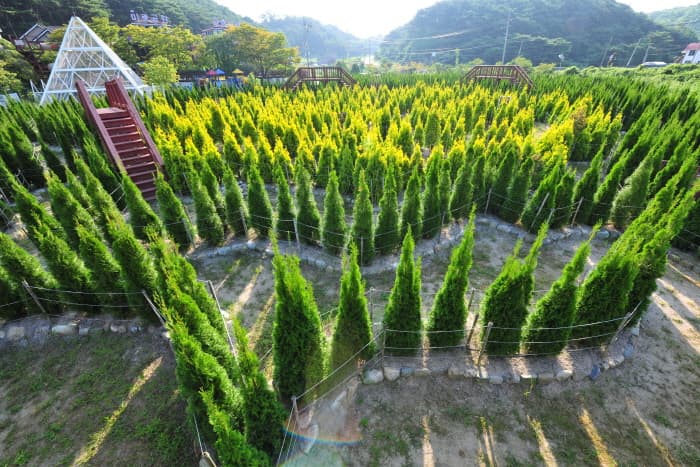Anmyeondo Maze Park (안면도 미로공원)
