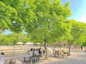 Pony Land (포니랜드)