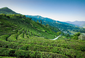 Hadong Wild Tea Cultural Festival (하동 야생차문화축제)